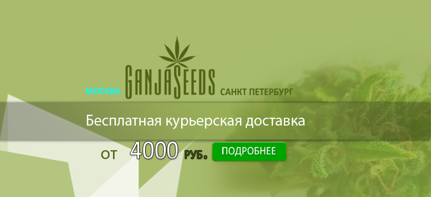 Курьерская доставка семян конопли в России