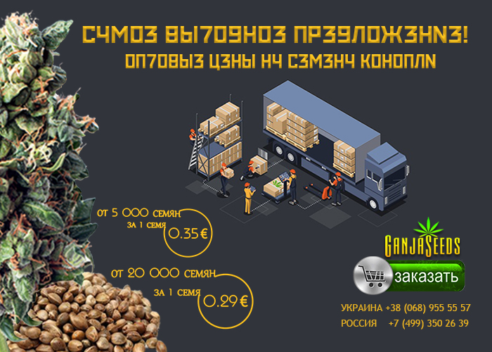 Оптовые цены на семена конопли GanjaSeeds – 0,29 евро за 1 семя!