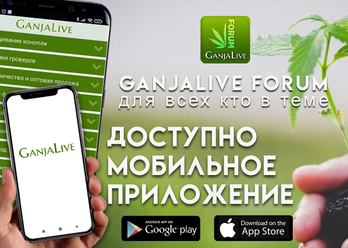 GanjaLive представляет первое мобильное приложение для форума