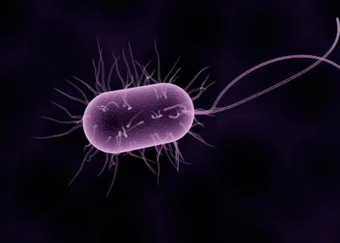 Бактериология: размножение, среда, питание
