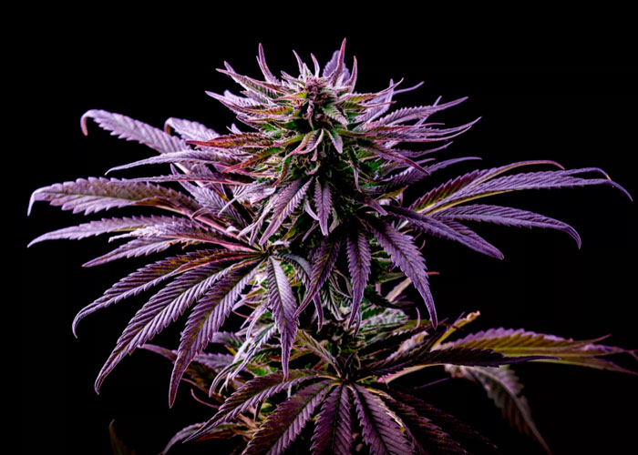 Происхождение purple cannabis